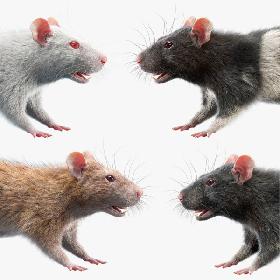 Rats Collection 3D model